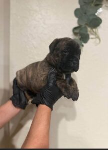 Mannelijk Cane Corso-puppy te koop (ANY)