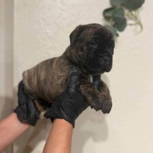 Mannelijk Cane Corso-puppy te koop (ANY)