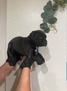 mannelijk cane corso puppy te koop (any)