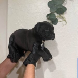Koop een Cane Corso-puppy (Bela) als vrouwtje