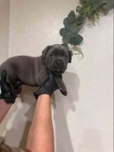 reutje cane corso puppy te koop (bobby)