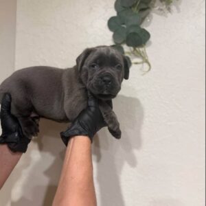 reutje cane corso puppy te koop (bobby)