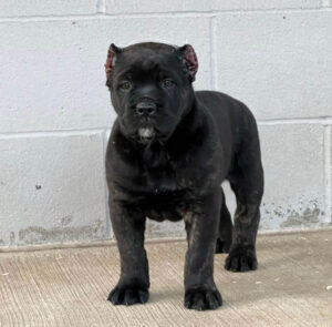 Mannelijke Cane Corso-puppy te koop (Mario)