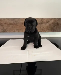 mannelijke cane corso-puppy (rex)