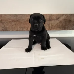 mannelijke cane corso-puppy (rex)
