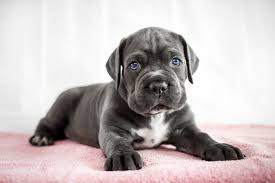 things to know about cane corso