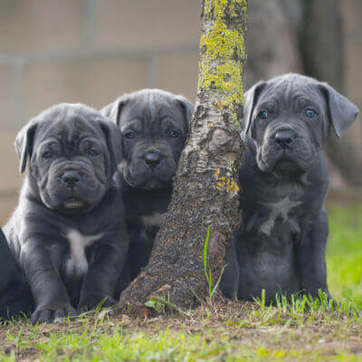 CANE CORSO-PUPPY'S TE KOOP