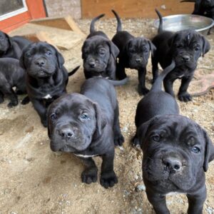 CANE CORSO-PUPPY'S TE KOOP